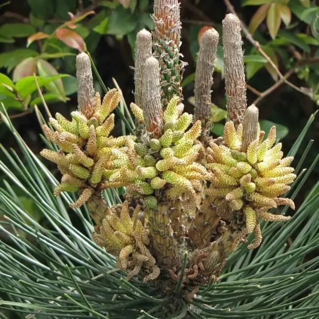 Japanese Black Pine Seeds - Flower Plant