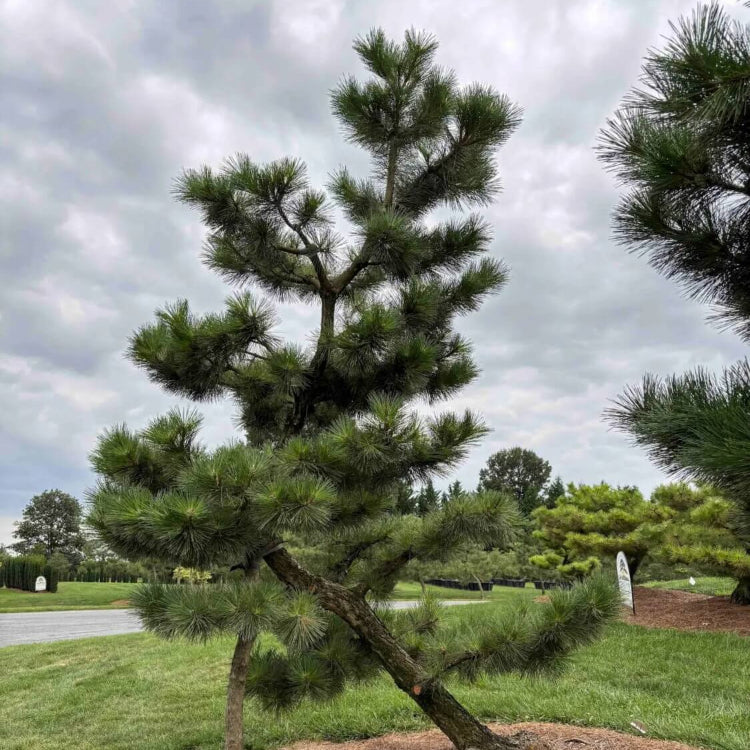Japanese Black Pine Seeds