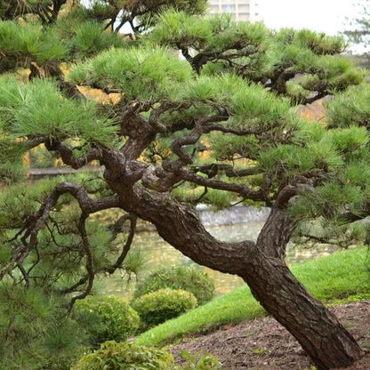 Japanese Black Pine Seeds