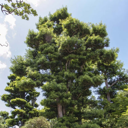Japanese Black Pine Seeds