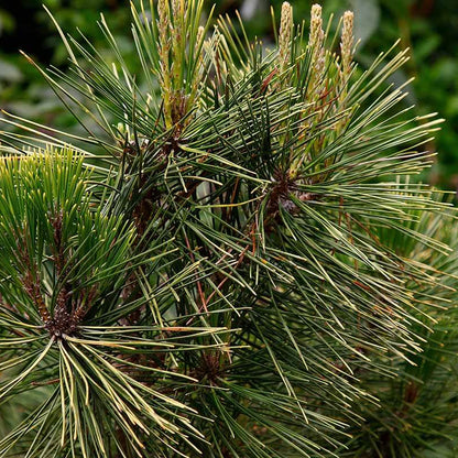 Japanese Black Pine Seeds
