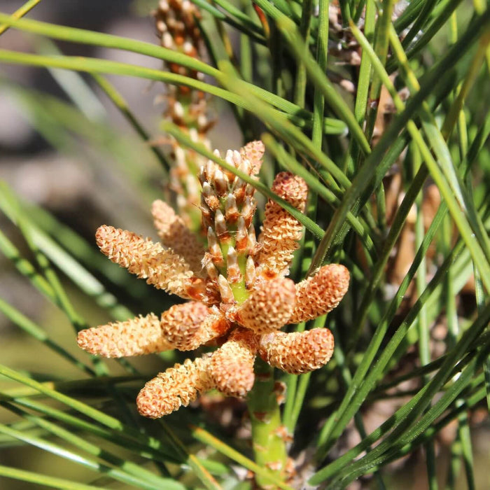 Japanese Black Pine Seeds - Flower Plant