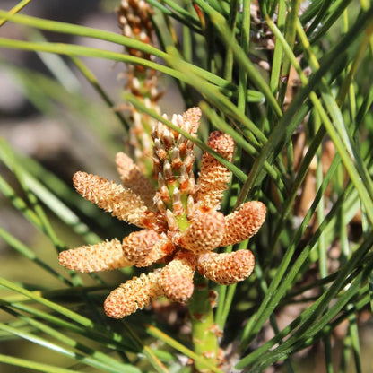 Japanese Black Pine Seeds - Flower Plant