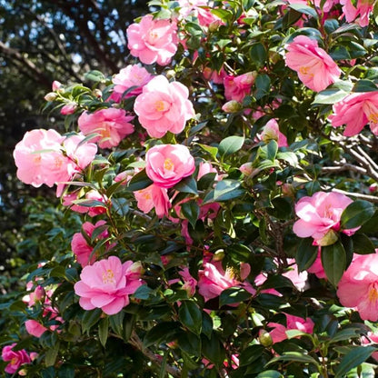 Japanese Camellia Seeds