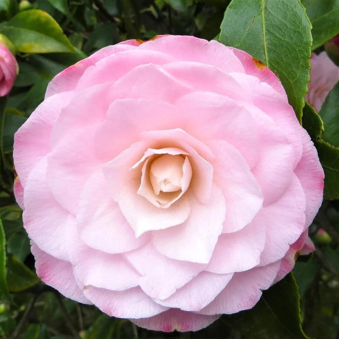 Japanese Camellia Seeds