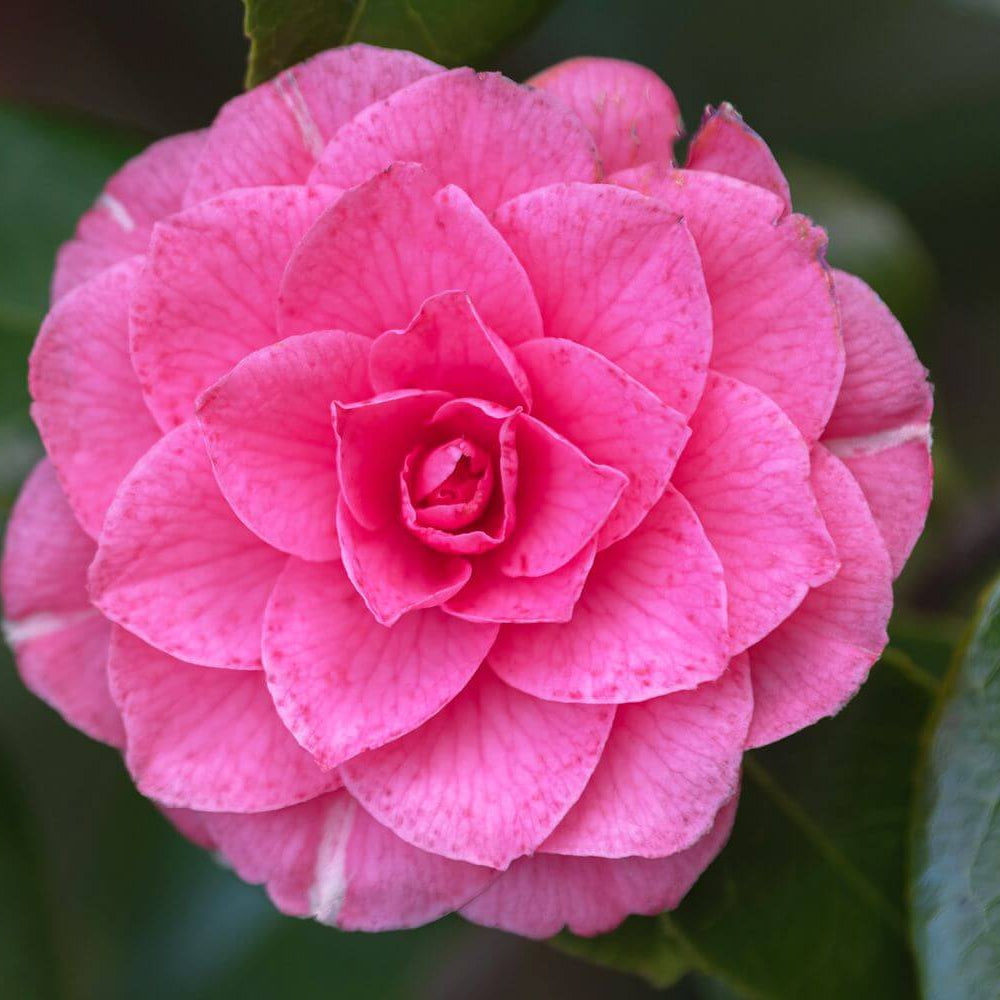 Japanese Camellia Seeds