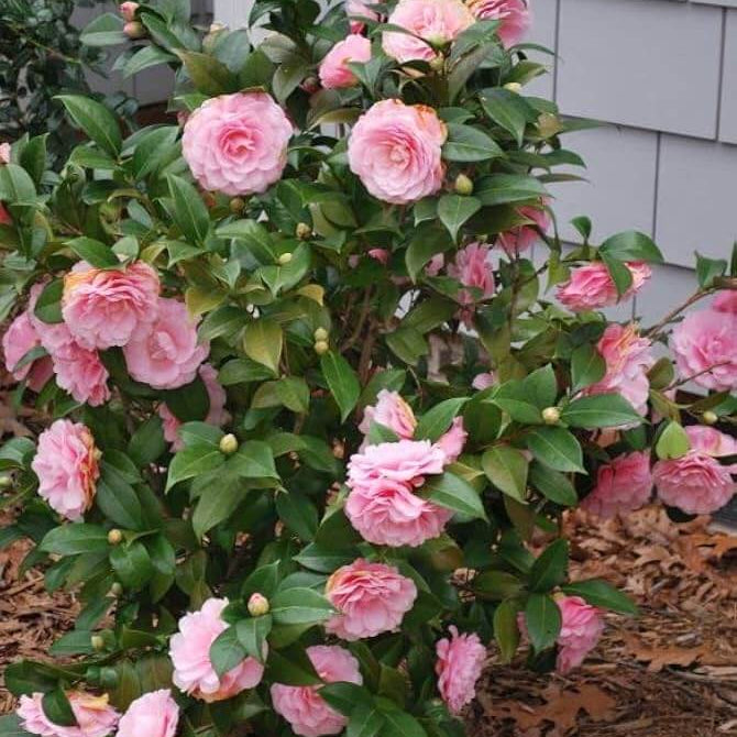 Japanese Camellia Seeds