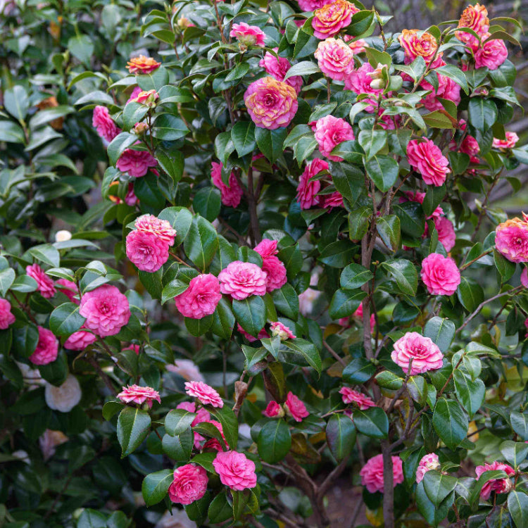 Japanese Camellia Seeds