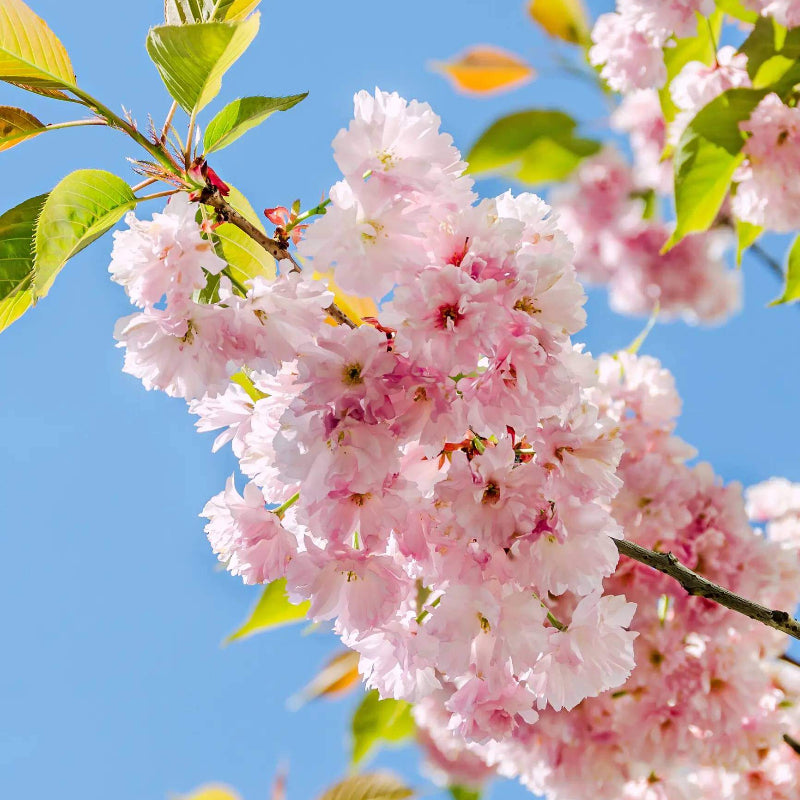 Japanese Cherry Tree Seeds - Heirloom Flower Plant for Home Gardens