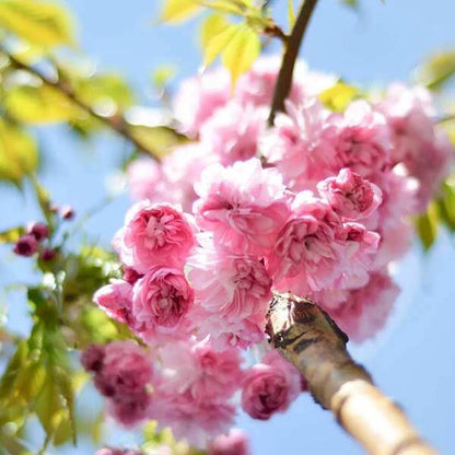Japanese Cherry Tree Seeds - Heirloom Flower Plant for Home Gardens