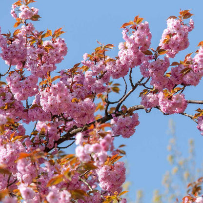 Japanese Cherry Tree Seeds - Heirloom Flower Plant for Home Gardens