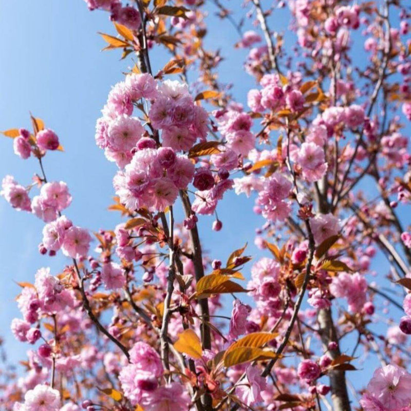 Japanese Cherry Tree Seeds - Heirloom Flower Plant for Home Gardens
