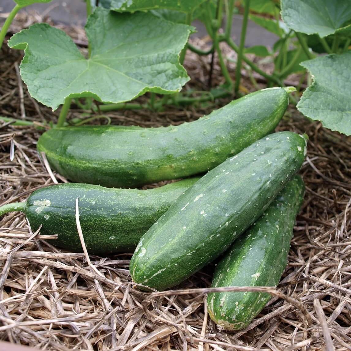 Japanese Cucumber Seeds