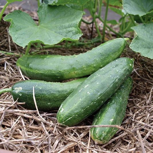Japanese Cucumber Seeds