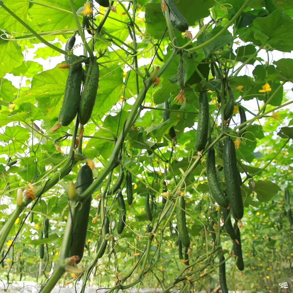 Japanese Cucumber Seeds