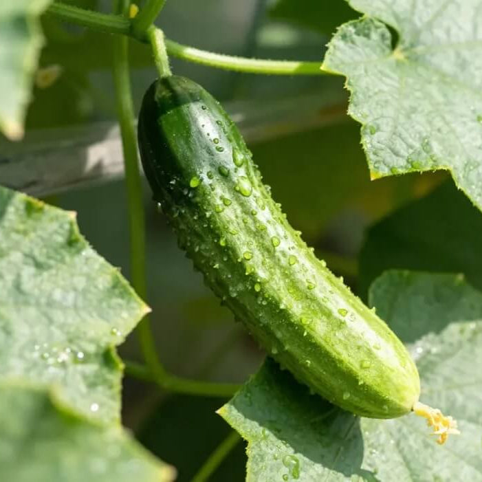 Japanese Cucumber Seeds