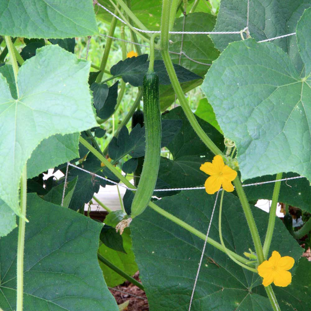 Japanese Cucumber Seeds
