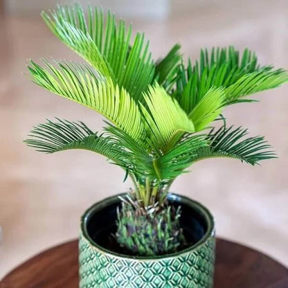 Japanese Cycad Seeds