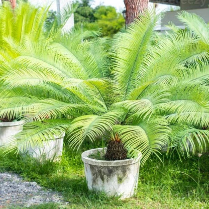 Japanese Cycad Seeds