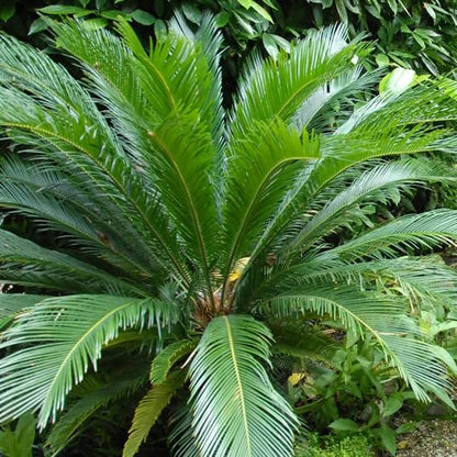 Japanese Cycad Seeds