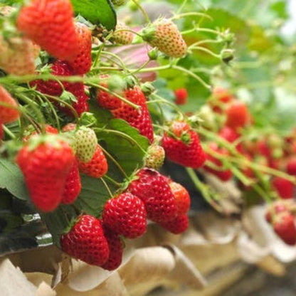 Japanese Hokowase Strawberry