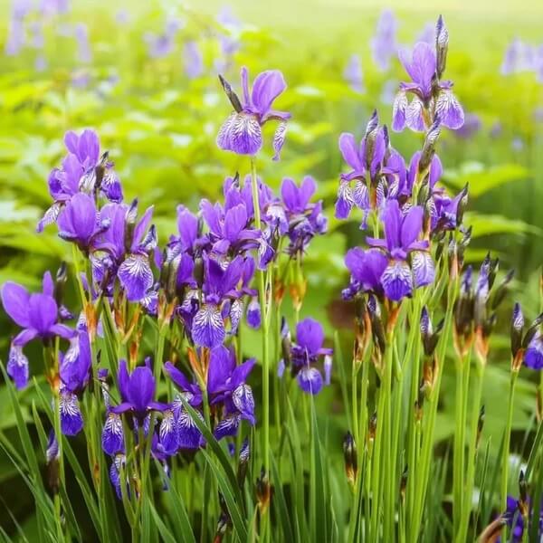 Japanese Iris Seeds - Heirloom Flower Plant for Home Gardens
