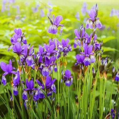 Japanese Iris Seeds - Heirloom Flower Plant for Home Gardens