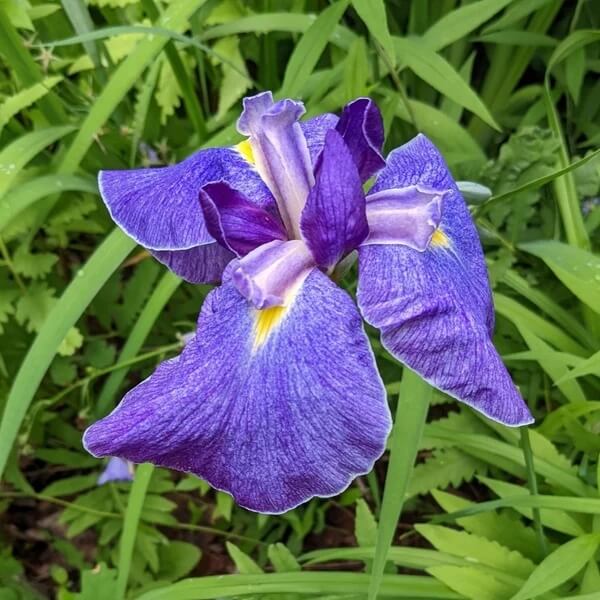 Japanese Iris Seeds - Heirloom Flower Plant for Home Gardens