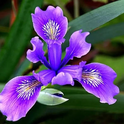 Japanese Iris Seeds - Heirloom Flower Plant for Home Gardens