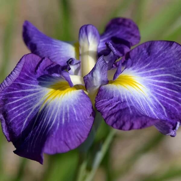 Japanese Iris Seeds - Heirloom Flower Plant for Home Gardens