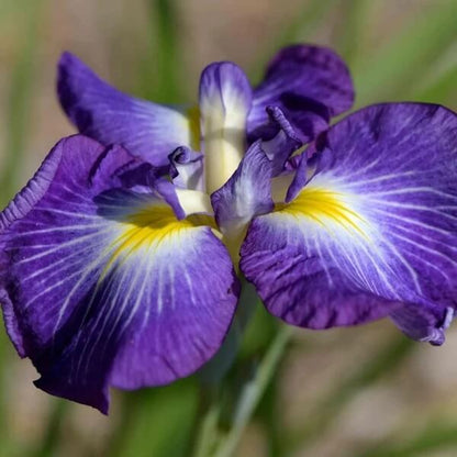 Japanese Iris Seeds - Heirloom Flower Plant for Home Gardens