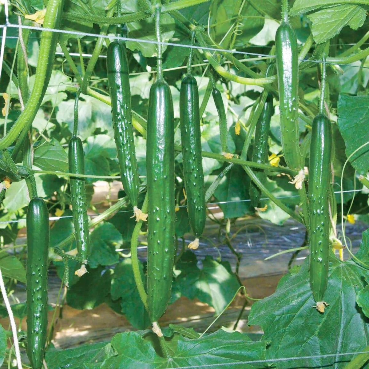 Japanese Long Cucumber Seeds - Heirloom Vegetable Plant for Home Gardens