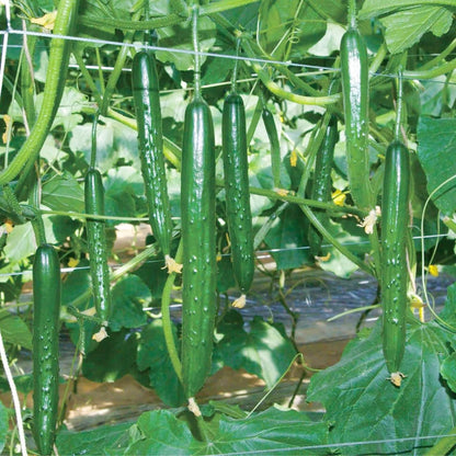 Japanese Long Cucumber Seeds - Heirloom Vegetable Plant for Home Gardens