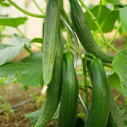 Japanese Long Cucumber Seeds - Heirloom Vegetable Plant for Home Gardens