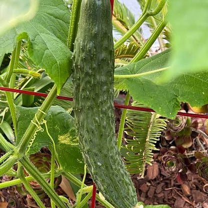 Japanese Long Cucumber Seeds - Heirloom Vegetable Plant for Home Gardens