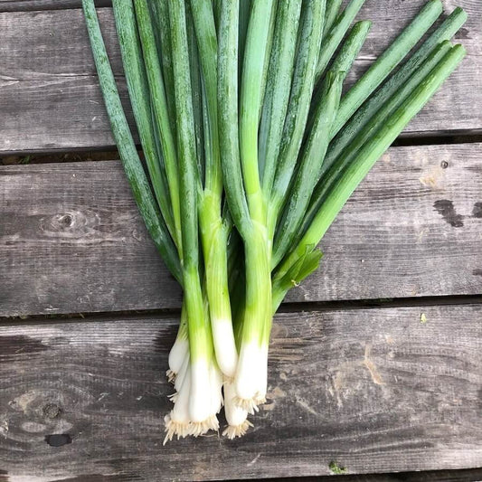 Japanese Long Green Onion Seeds - Vegetable Plant