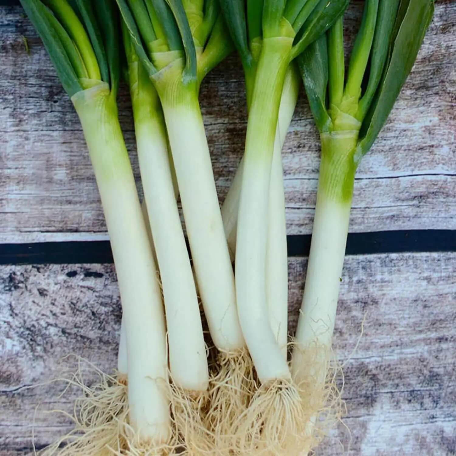 Japanese Long Green Onion Seeds - Vegetable Plant