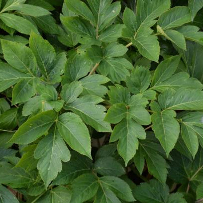 Japanese Longevity Herb Seeds