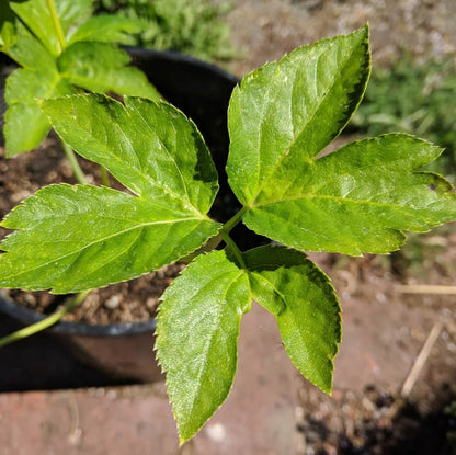 Japanese Longevity Herb Seeds