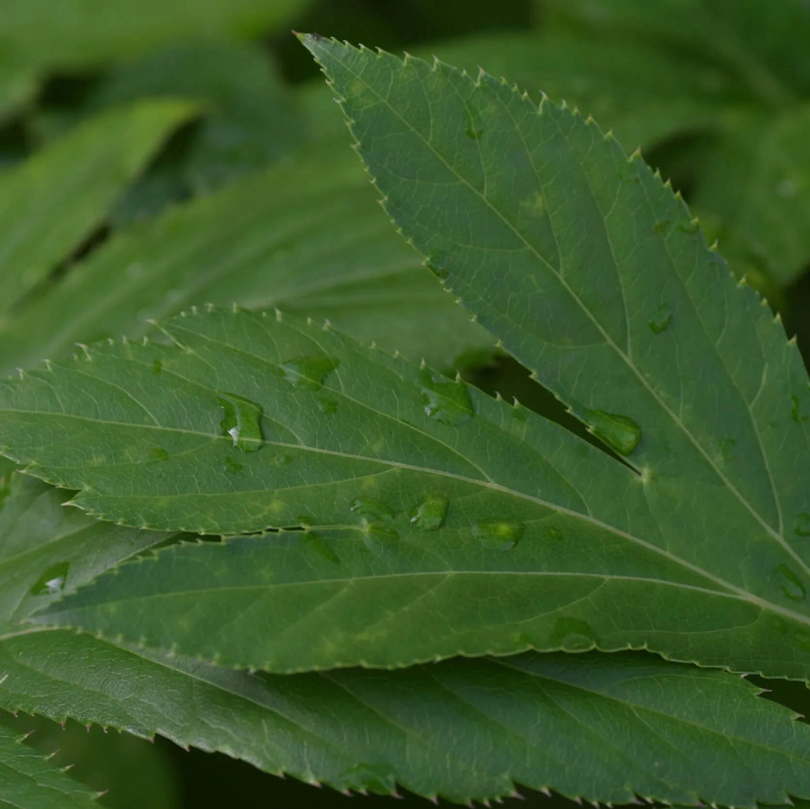 Japanese Longevity Herb Seeds
