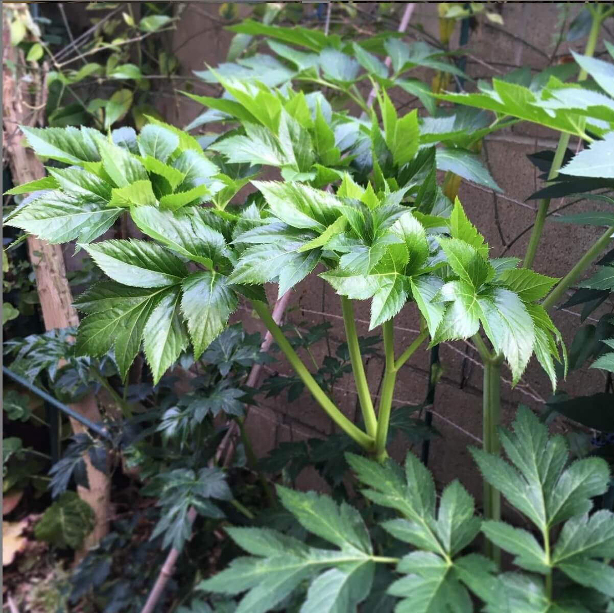 Japanese Longevity Herb Seeds