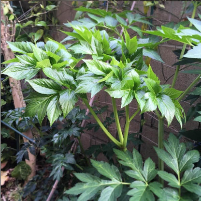 Japanese Longevity Herb Seeds