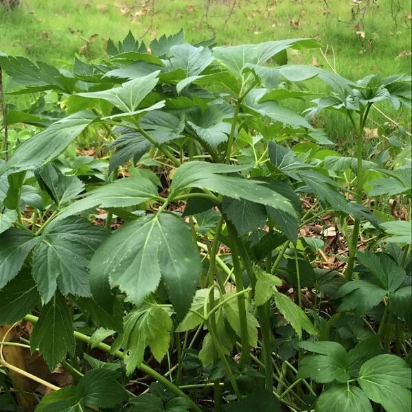Japanese Longevity Seeds 