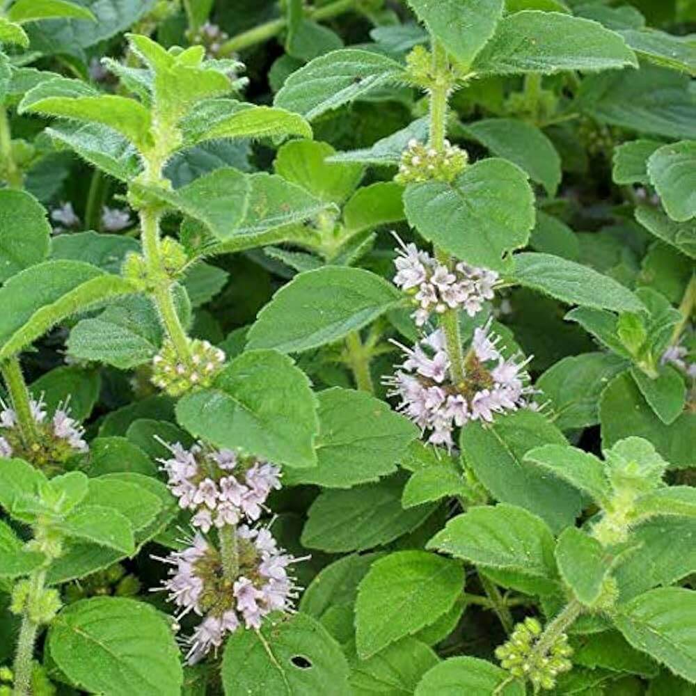 Japanese Mint Seeds - Herbal Plant