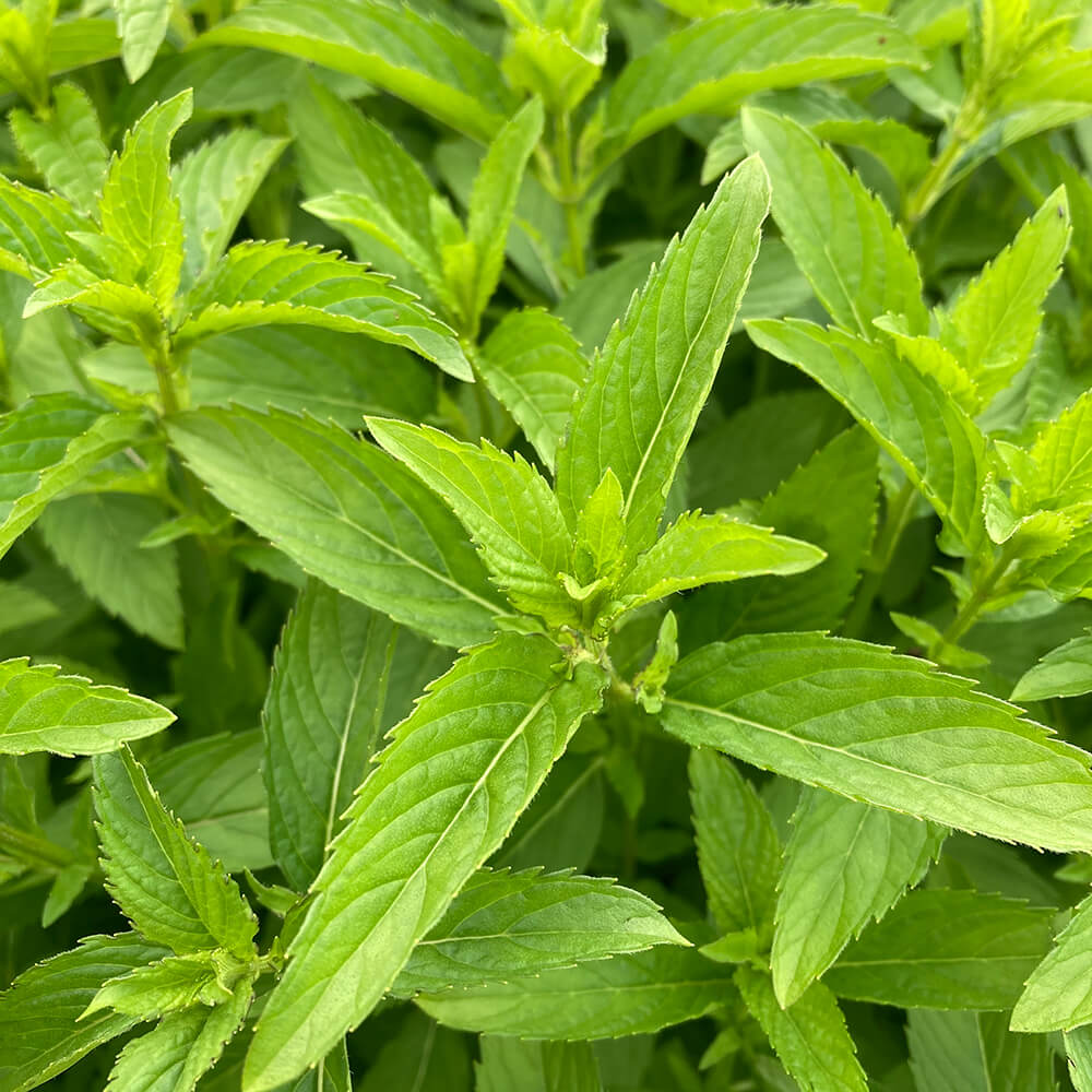 Japanese Mint Seeds - Herbal Plant