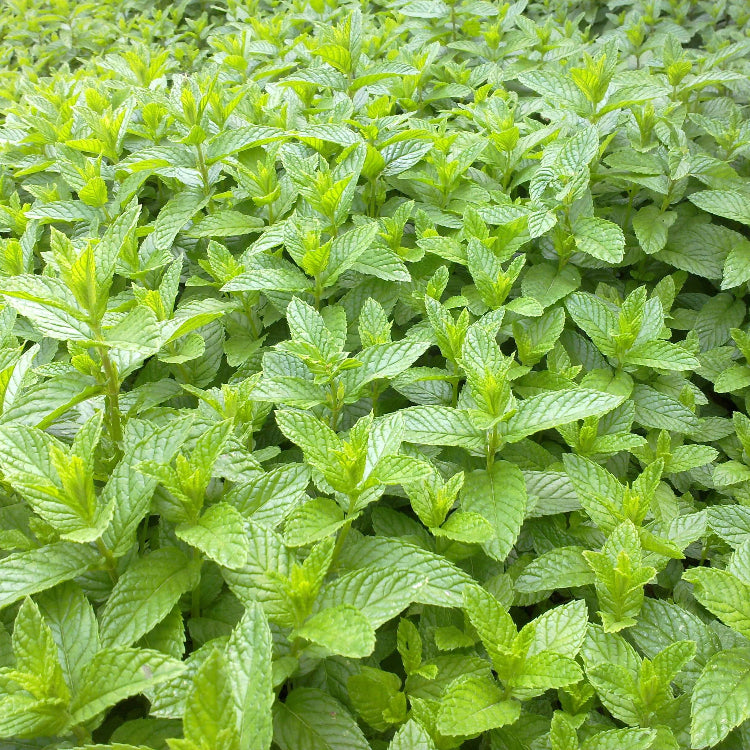 Japanese Mint Seeds - Herbal Plant