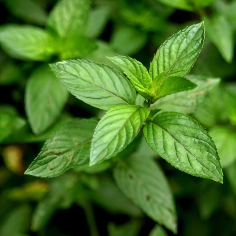 Japanese Mint Seeds - Herbal Plant