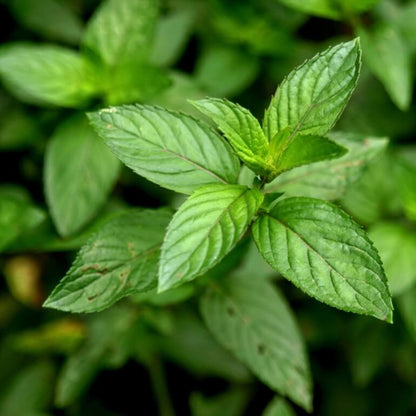 Japanese Mint Seeds - Herbal Plant