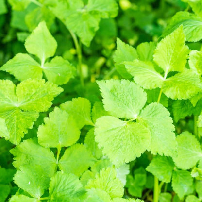 Japanese Parsley Seeds - Herbal Plant 
