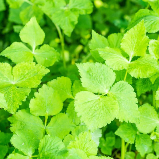 Japanese Parsley Seeds - Herbal Plant 